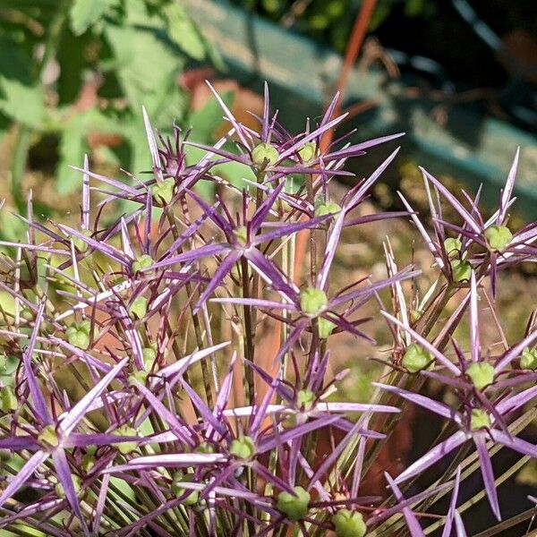 Allium cristophii Λουλούδι