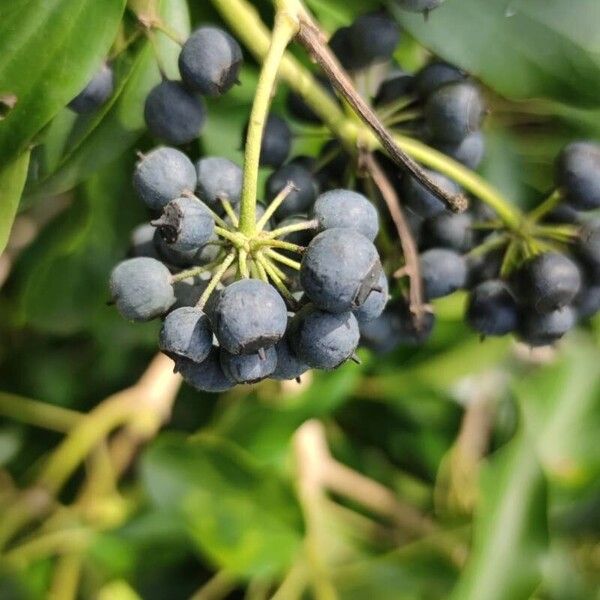 Hedera colchica ফল