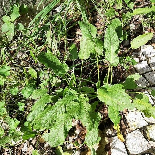 Rumex patientia Habit