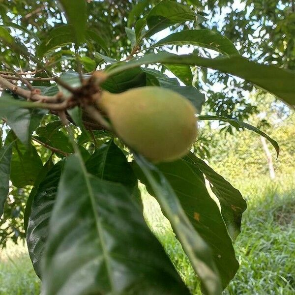 Pouteria campechiana Plod