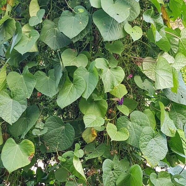 Ipomoea purpurea Feuille