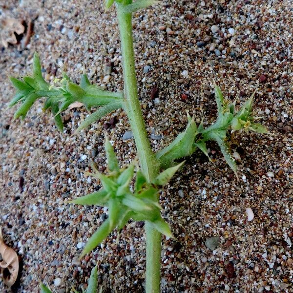 Salsola tragus Лист