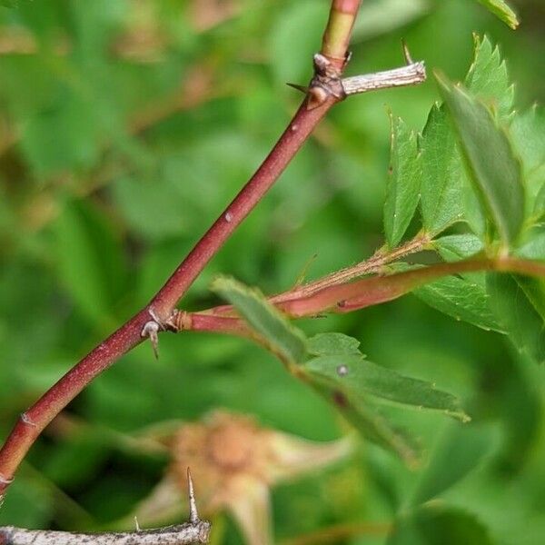 Rosa arkansana বাকল