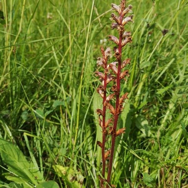 Orobanche minor Blomst