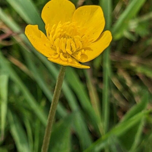 Ranunculus macrophyllus Flower