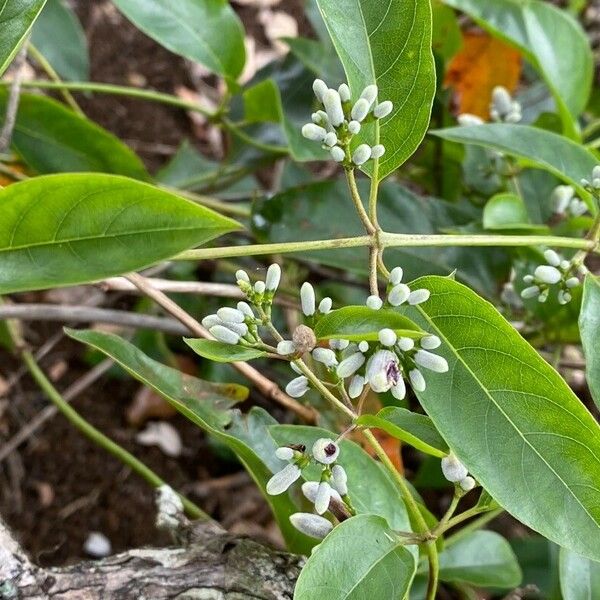 Paederia foetida Kukka