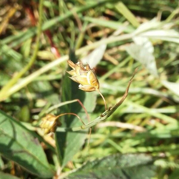 Carex limosa Kwiat