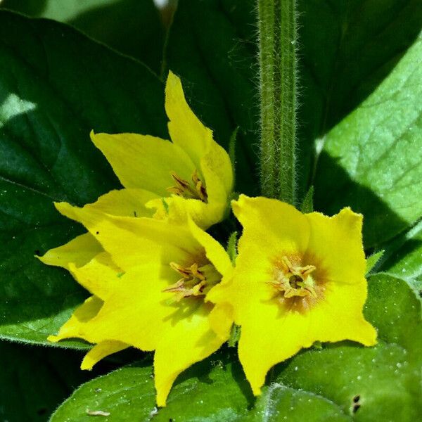 Lysimachia punctata Цветок