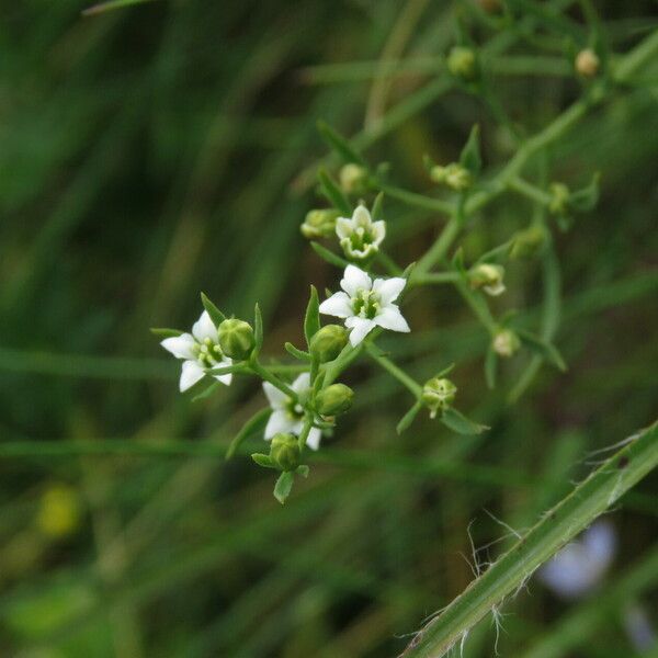 Thesium alpinum 花