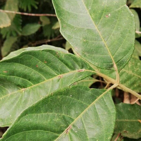 Allophylus longicuneatus Leaf