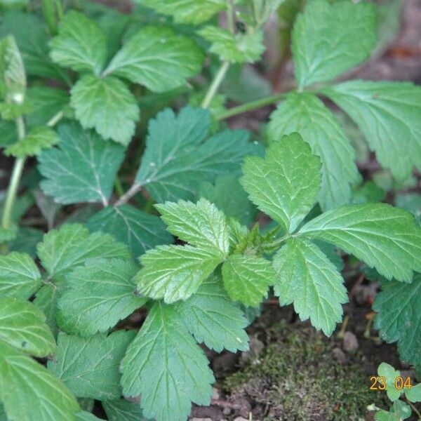 Geum macrophyllum Leaf