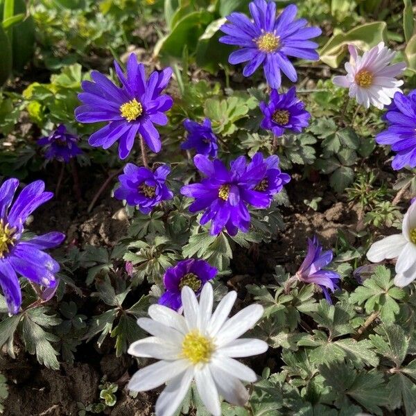 Anemone blanda Cvet