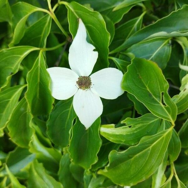 Cornus kousa Flower