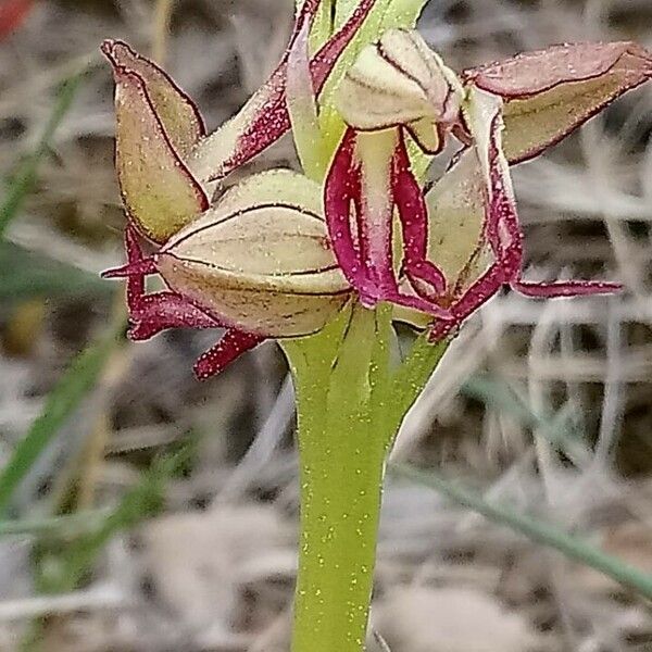 Orchis anthropophora Flower