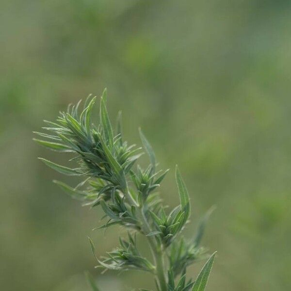 Artemisia biennis Flower