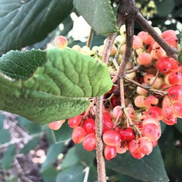 Viburnum lantana Fruit