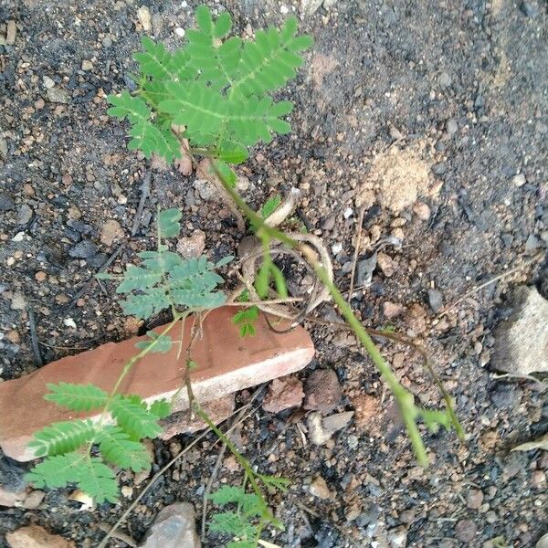 Desmanthus virgatus Blatt