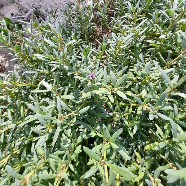 Sesuvium portulacastrum Other