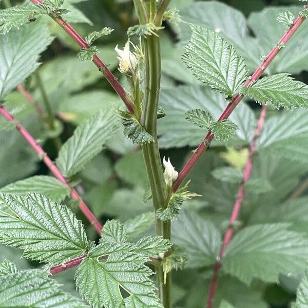 Filipendula ulmaria Кора