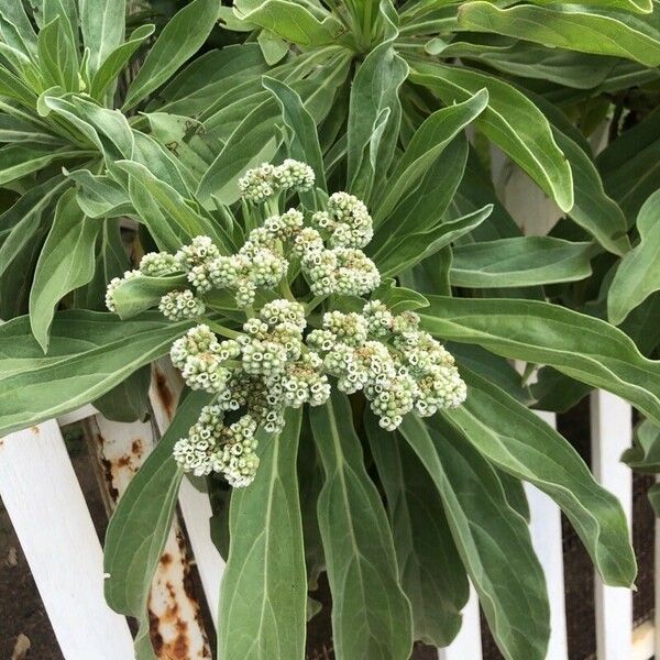 Heliotropium arboreum Çiçek