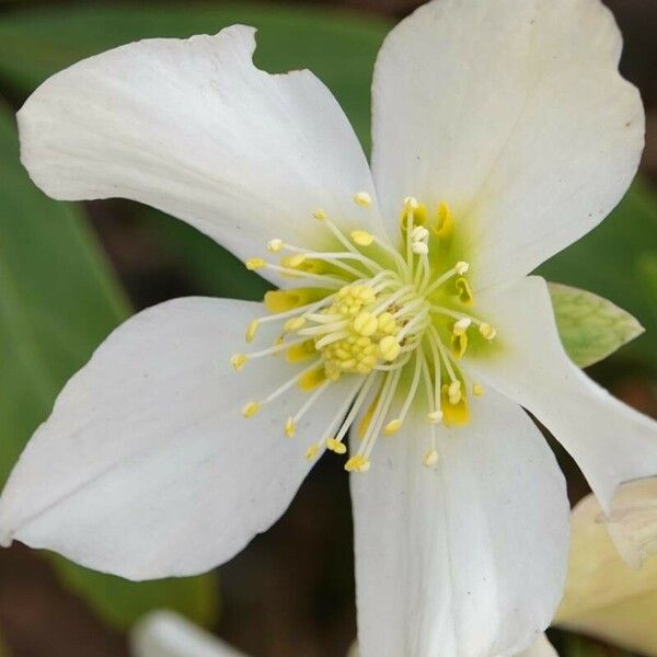 Helleborus niger Кветка