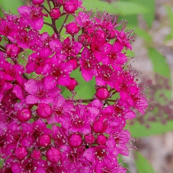 Spiraea japonica Flower