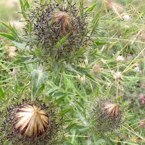 Carlina vulgaris Kukka