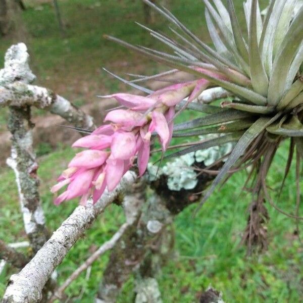 Tillandsia stricta Fleur