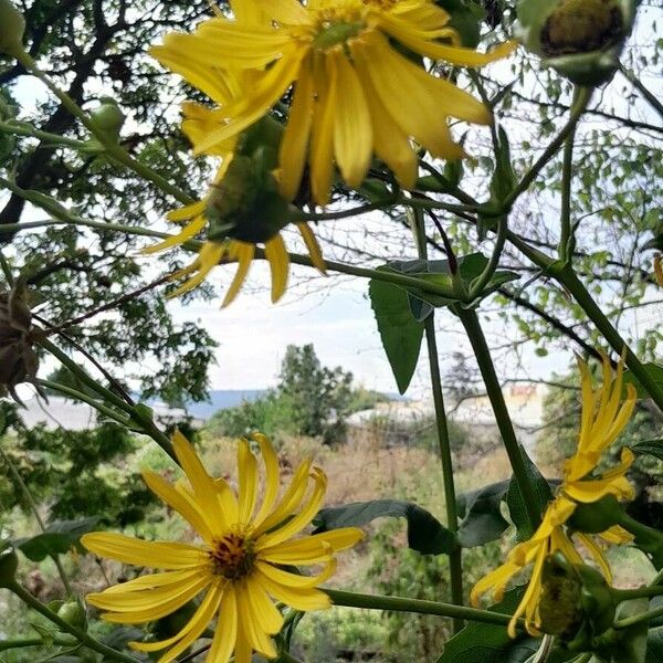 Silphium perfoliatum Flor