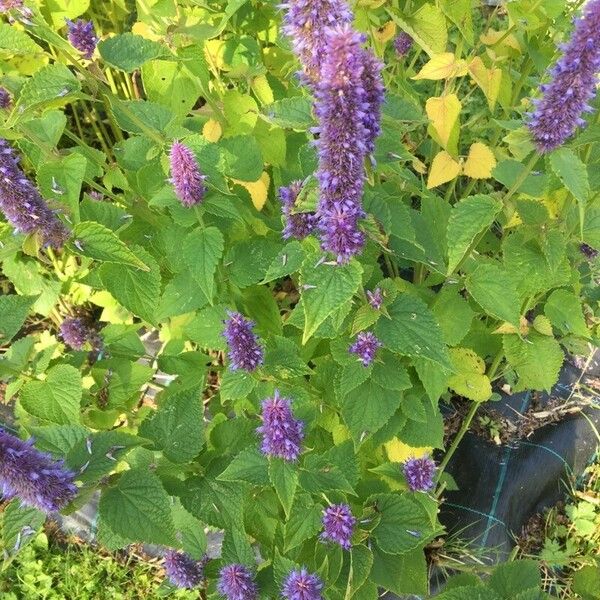 Agastache foeniculum Floare