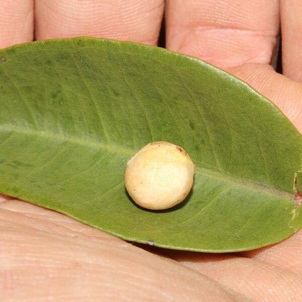 Eugenia kaalensis Fruit