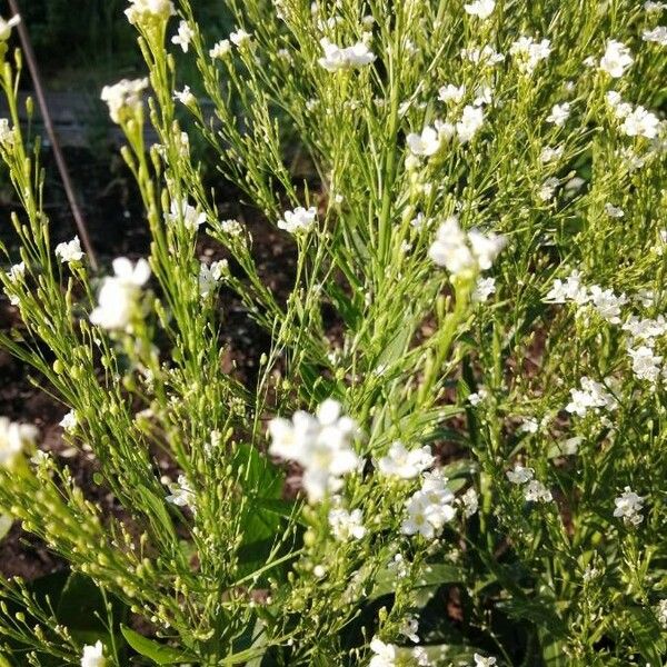 Armoracia rusticana Flower