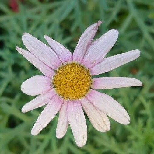 Argyranthemum frutescens 花