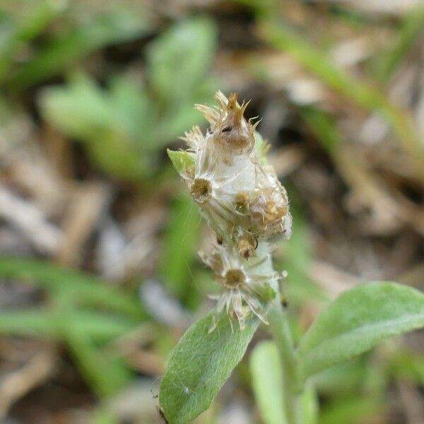 Gamochaeta purpurea Frugt