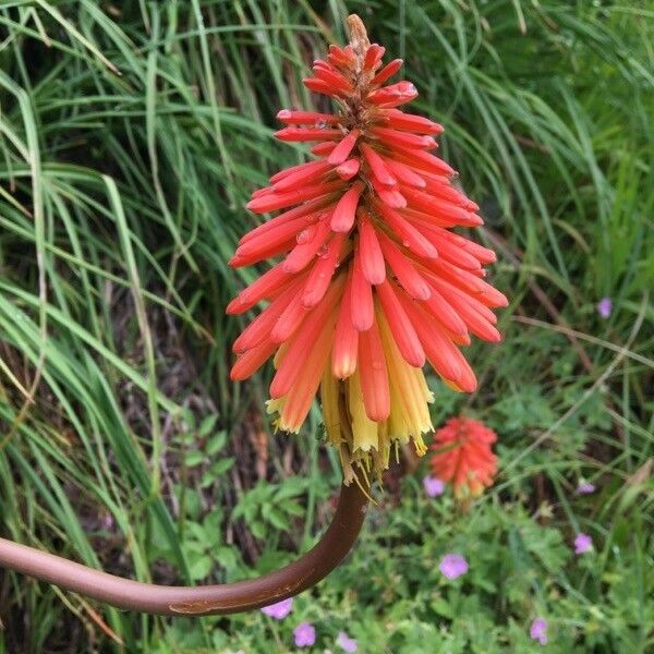 Kniphofia uvaria Bloem