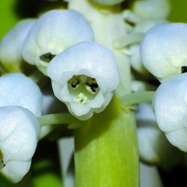 Muscari botryoides Květ