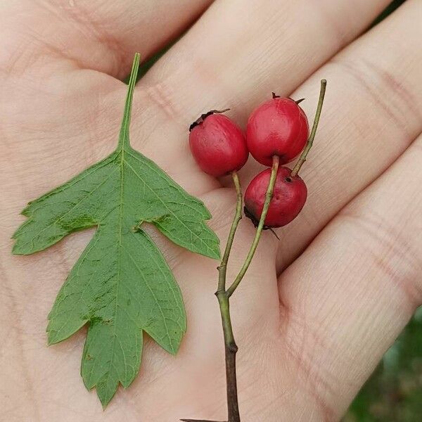 Crataegus rhipidophylla Levél