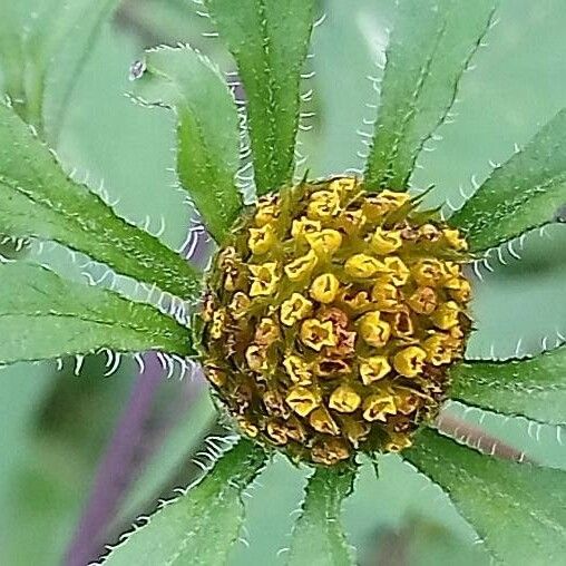 Bidens frondosa Flors