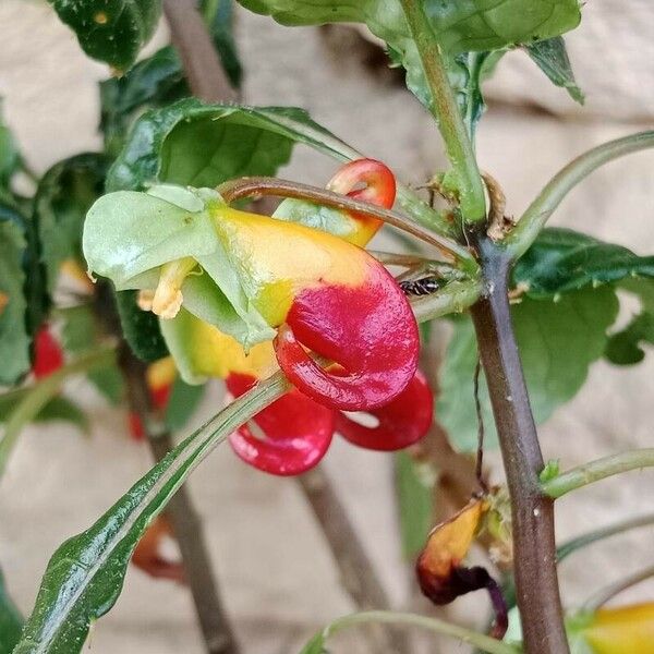 Impatiens niamniamensis Flower