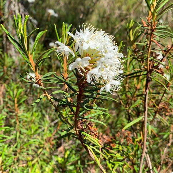 Rhododendron tomentosum Žiedas