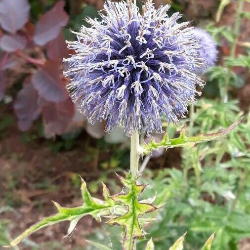 Echinops ritro Цвят