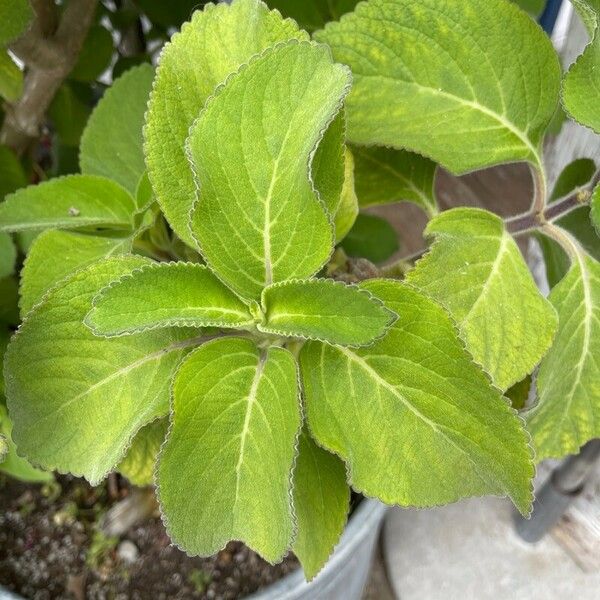 Coleus barbatus Leaf