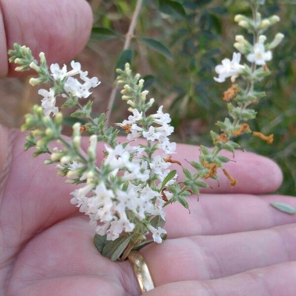 Aloysia gratissima Flower