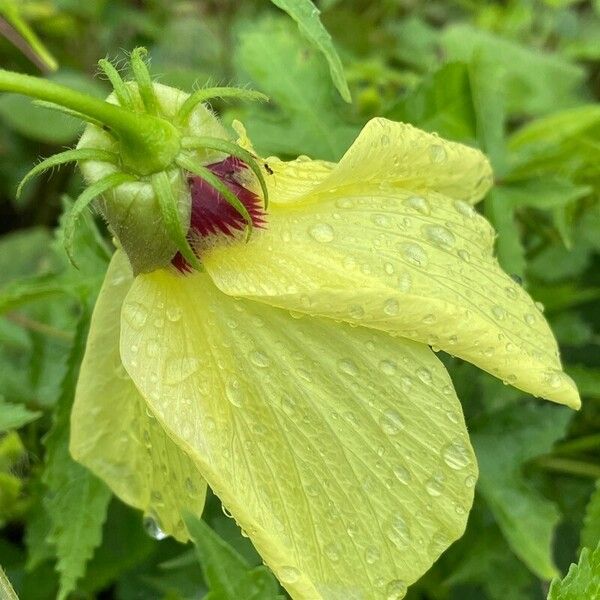 Abelmoschus moschatus Virág