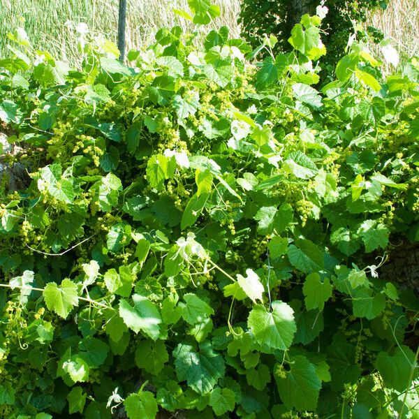 Vitis girdiana Habit