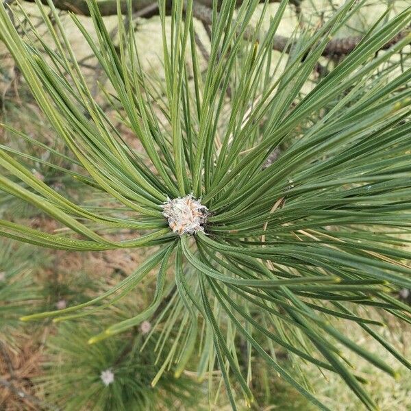 Pinus nigra その他の提案