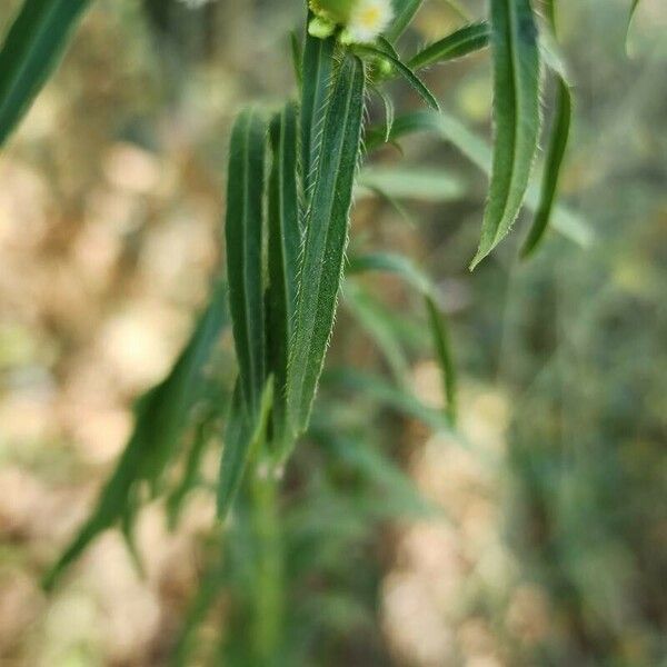 Conyza canadensis Leaf