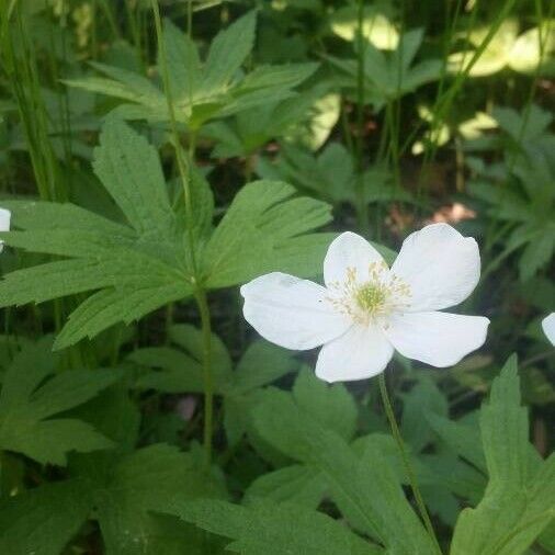 Anemonastrum canadense Kvet