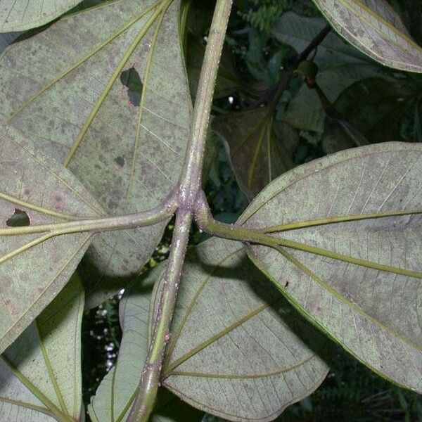 Bellucia grossularioides Blatt