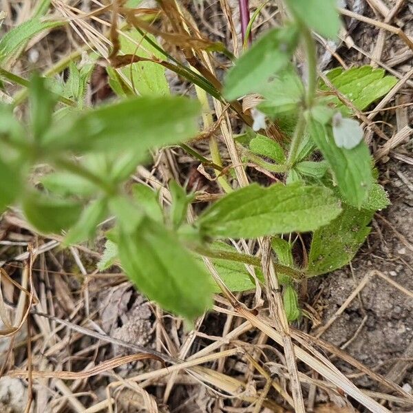 Sideritis romana Feuille